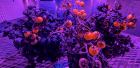 AI is helping to develop gentically engineered food for long-term space missions. We may all benefit